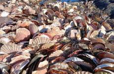 Villa Graveloup Erquy - Foto 44