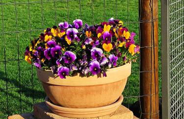 Casa Montefiore 13 Girasoli LT nella tranquilla campagna Marchigiana - Foto 29