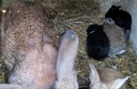 L'oca Nera - Foto 42