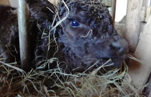 AGRITURISMO MASO PERTENER -adults friendly- - Foto 79