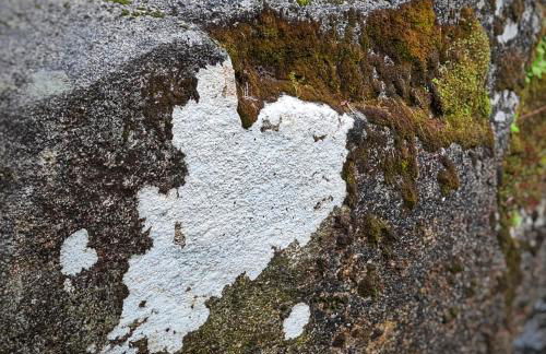 Cardenha da Bessada - Foto 40