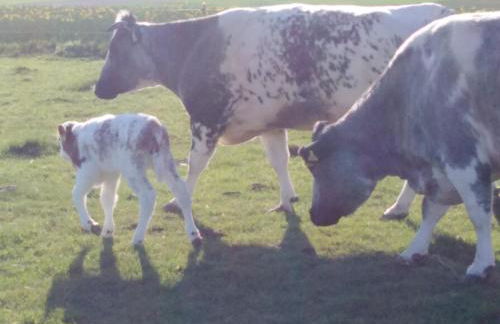 Ferienhaus Cilla - Foto 23