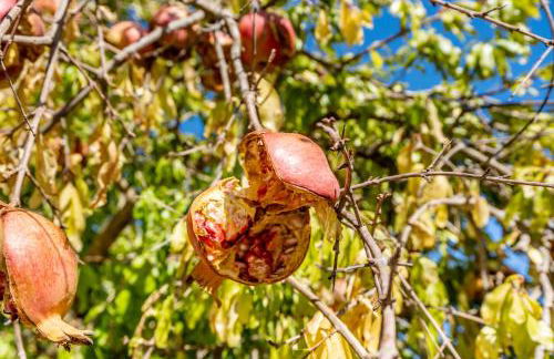 Da Rocha House - Foto 53