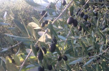 Motovun Bellevue - amazing view, comfortable - Foto 43