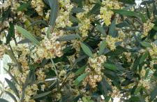 Casa do Roxo - Eco Design Country House - Foto 63