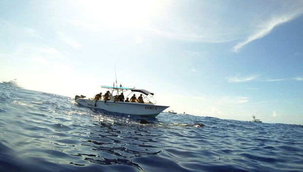 Swimming with Whale Sharks - Foto 5