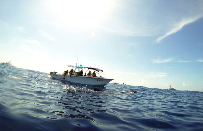 Swimming with Whale Sharks - Foto 5