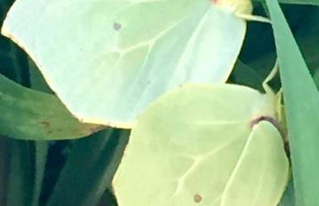 AGROTOPIA Guesthouses - Foto 38