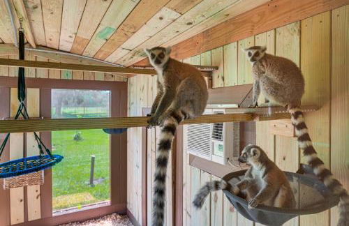 Sleep With Sloths and Lemurs! Modern Webster Home - Foto 23