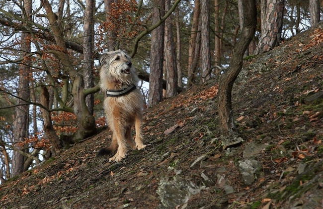 Friedrichs Ferienwohnungen - Foto 38