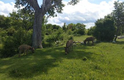 Villa Suzi - Family Farm Stay with Donkeys, Pool and Sea View near Rijeka - Photo 38