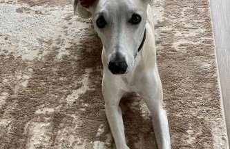 Green Law - Dog Friendly - Foto 16