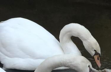 Quinta das Águias - Foto 39