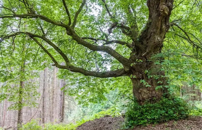 Ferienwohnung mit Garten auf dem Bauernhof - Foto 20