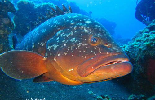 chalet privado en Cabo de Palos - Foto 38