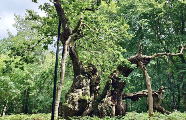 Woodland Holiday Home in Jægerspris with Hot Tub - Foto 10