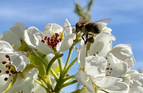 Riding Farm Cottages - Foto 73