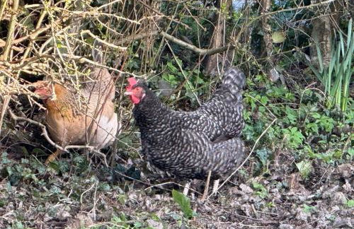 Charming 2 bedroom Lodge In the Shropshire Countryside with Fantastic Views - Foto 24