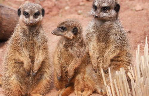 Wohnwagen am Rittergut Dornreichenbach - Foto 14