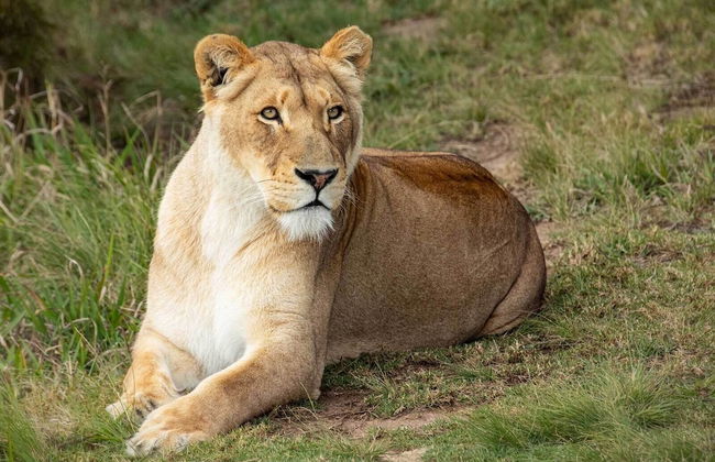 Sleep Whiskers Away From the Lions and " Feel " Them Roar! Cabin 2 - Foto 6