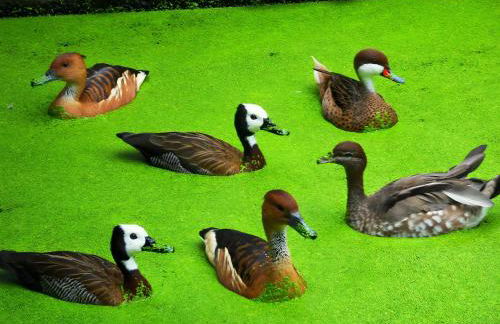 Ferienhaus von Bargen - Foto 31