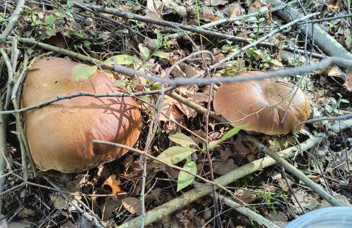 Noclegi nad stawami wypożyczalnia kajaków i rowerów - Foto 30