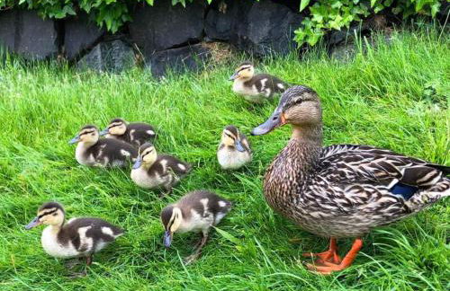 Ohop Lake Escape - Foto 43