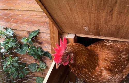 Riding Farm Cottages - Foto 77