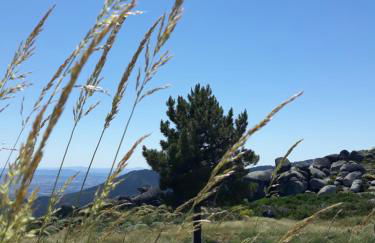 Melro-d' água - Foto 43