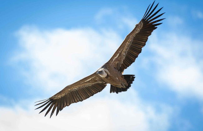Kayaking in Duratón River Gorges - Photo 5
