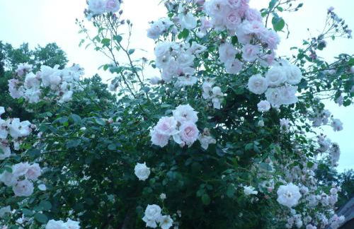 Holiday Home Haus freistehend Sonne Bett 160cm Patio billig by Interhome - Foto 29