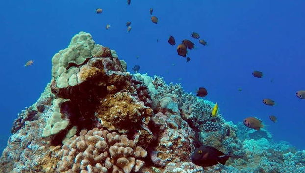 Admirando los fondos marinos del Pacífico Norte