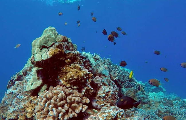 Snorkel y avistamiento de delfines en Lanai - Foto 5