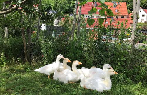 Iflands Hof - Foto 46