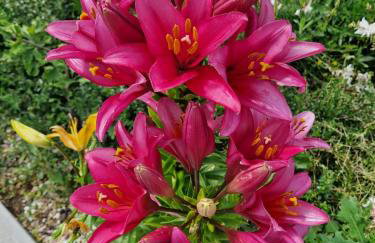 Apartamenty Szepty Mazur - Foto 57