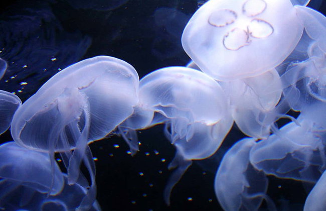 Biglietti per l'Aquarium of the Bay - Foto 3