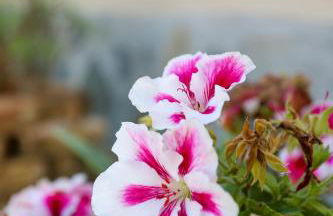 Roberta House - Foto 40