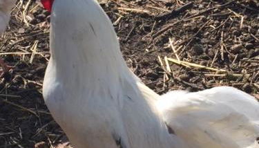 Ferienhaus bei Plön - Foto 3