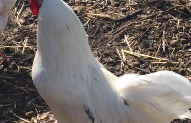 Ferienhaus bei Plön - Foto 3