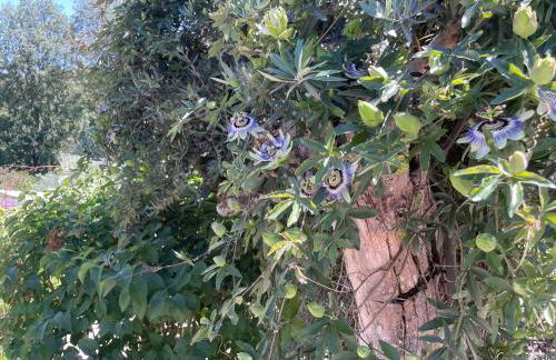 Casa Pollard - Foto 13