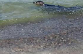 WCZASY NA PAGÓRKU - Foto 60