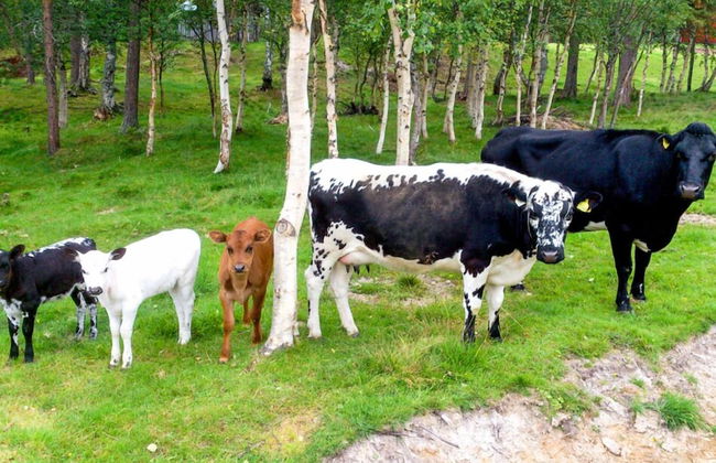 Furuheim Gard - Foto 22