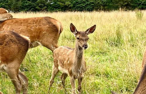 The Lodge at Muir Estate - Foto 46