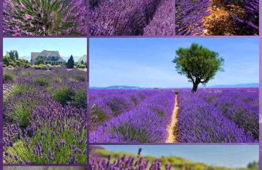 Maison des lavandes - Photo 8