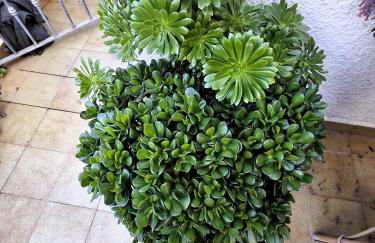 Apartemento Monika Monte Pedrera C 4 TOP Aussicht - Foto 32