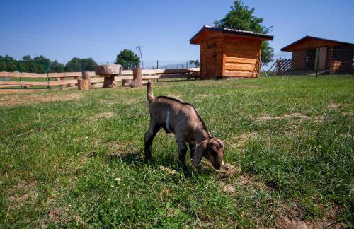 Zagroda Nad Kotelnią - Foto 66
