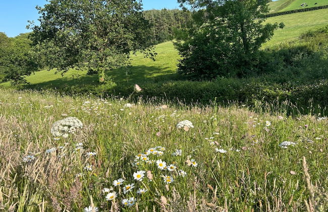 Cosy Devon Hut With Private Hot Tub - Foto 23