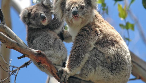Puffing Billy and Healesville Sanctuary Bus Tour - Photo 2