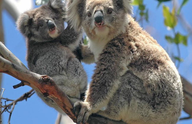 Puffing Billy and Healesville Sanctuary Bus Tour - Photo 2