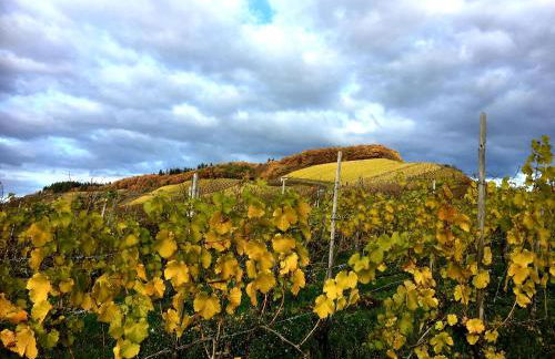 Zur alten Rebe Ferienhaus und Weingut - Foto 44